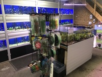 Aquatic Shop Contents For Sale