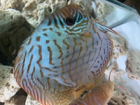 9 German Stendker Discus - LARGE SIZE