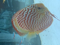 9 German Stendker Discus - LARGE SIZE