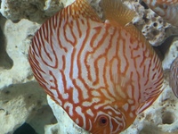 9 German Stendker Discus - LARGE SIZE