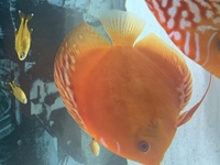 9 German Stendker Discus - LARGE SIZE