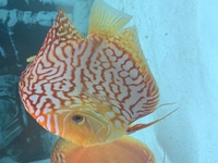 9 German Stendker Discus - LARGE SIZE