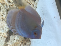 9 German Stendker Discus - LARGE SIZE