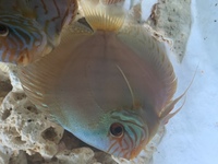 9 German Stendker Discus - LARGE SIZE