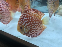 9 German Stendker Discus - LARGE SIZE