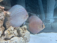 9 German Stendker Discus - LARGE SIZE