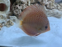 9 German Stendker Discus - LARGE SIZE