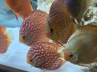 9 German Stendker Discus - LARGE SIZE