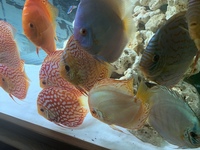 9 German Stendker Discus - LARGE SIZE