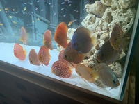 9 German Stendker Discus - LARGE SIZE