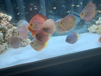 9 German Stendker Discus - LARGE SIZE
