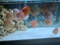 9 German Stendker Discus - LARGE SIZE