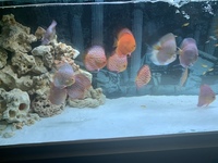 9 German Stendker Discus - LARGE SIZE
