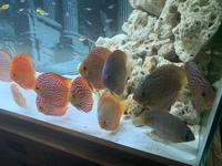 9 German Stendker Discus - LARGE SIZE