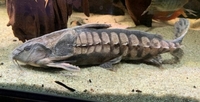 Megalodoras Irwini - 9"/23cm