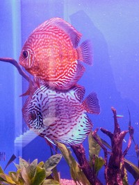 Discus fish