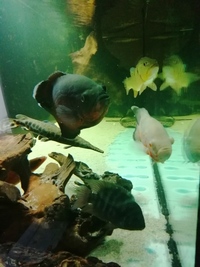 Predator fish dat, gar, peacock bass, pike