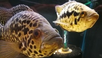 JAGUAR CICHLID PAIR