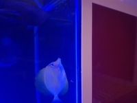 Marine fish sale. collection only.. cash or paypal payment