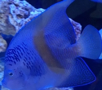 Marine fish sale. collection only.. cash or paypal payment