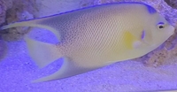 Marine fish sale. collection only.. cash or paypal payment