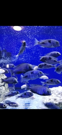 Moori Blue Dolphins Mad Breeding Group