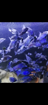 Moori Blue Dolphins Mad Breeding Group