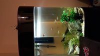 Acrylic oval fish tank 225 litre