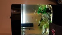 Acrylic oval fish tank 225 litre