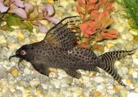 WEST MIDLANDS -Featherfin Catfish, Featherfin Synodontis FOR SALE