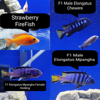 Moori Blue Dolphins Mad Breeding Group