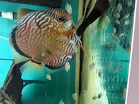 Wild Iripixi Semi Royal Pairs For Sale