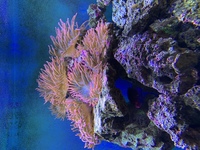 Rose Bubble tip Anemone