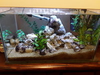 40 litre fish tank and equipment