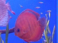 Discus fish