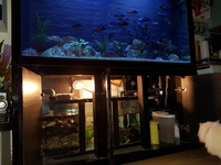 Cleair Aquatics fish tank with sump (cabinet unit) and Trpheus Moori colony