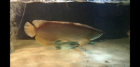 Motoro stingray pair and Asian banjar arowana