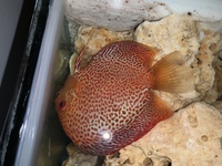 9 German Stendker Discus - LARGE SIZE