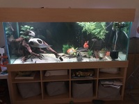 £350 (BARGIN) ALL INCLUDED 5x2x2 Full tank set up, with 2000lph Filter, UV steriliser , large driftwood