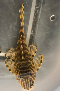 L134 leopard frog