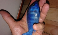 protomellius phenochillis tanzania very rare fish