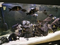 Tropheus Duboisi Maswa Group