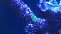 Tank shutdown - all fish and corals to go