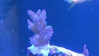 Tank shutdown - all fish and corals to go