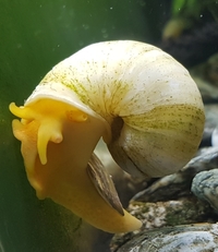 Live Mystery Snail - Pomacea Bridgesii.