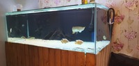 Large aquarium settup stingrays peacock bass filtration fx6 fx5