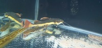 Large aquarium settup stingrays peacock bass filtration fx6 fx5
