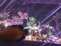 Goldflake angelfish for sale £300 ono