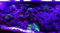 RED SEA 350L CORALS FISH WHOLE SET UP FOR SALE