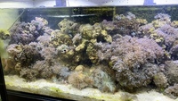 RED SEA 350L CORALS FISH WHOLE SET UP FOR SALE